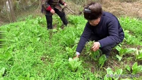 前不種桑|「前不種桑，後不栽柳」，農村人需要注意，背後另有深意